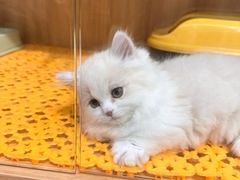 -欣宠猫屋·矮脚拿破仑·蓝金金渐层