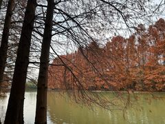 -上海海湾国家森林公园