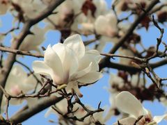 -八大山人梅湖景区