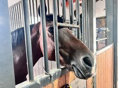 -北京群众马术培训基地