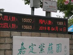 -嘉定紫藤园