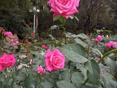 -人民公园(罗湖区)