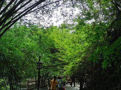 -大屏嶂森林公园