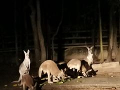 -清迈夜间动物园