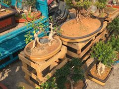 -中环花鸟鱼虫市场