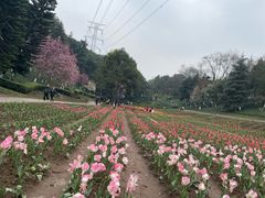 -重庆园博园
