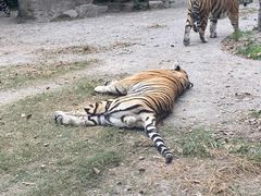 -上海野生动物园老虎餐厅