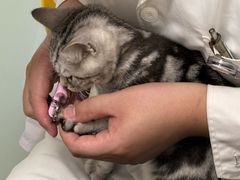 -宠福鑫康馨动物医院·骨科·眼科