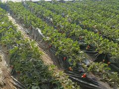 -昌平兴寿秀秀草莓采摘园