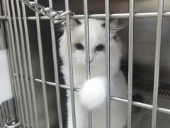 -中农国际动物医院24小时·猫科·骨科·急重症中心
