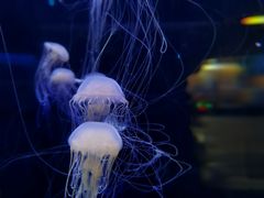 -重庆欢乐海底世界