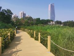 -华侨城湿地公园