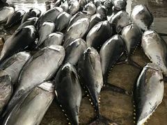 -尼甘布海鲜市场