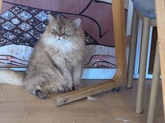 -Let's go狗咖·猫咖·奶狗·桌游(春熙路IFS店)