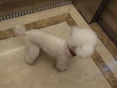 -佳雯宠物医院·皮肤科·内外科(春晓路分院)