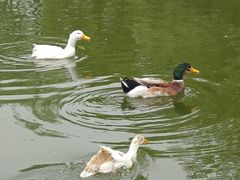 -莲湖公园