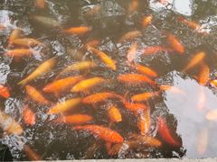 -豫园湖心亭茶楼