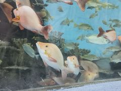 -合肥海洋世界