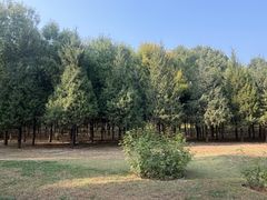 -永定河休闲森林公园
