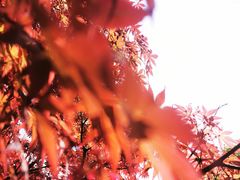 -上海鲜花港