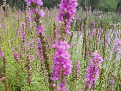 -大兴滨河森林公园