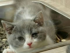 -飞行喵MR PILOT|猫舍·猫咖(静安大融城店)