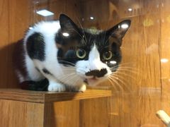 -叮叮猫咪生活馆