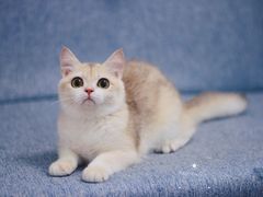 -Bastet sally猫舍购宠(静安店)