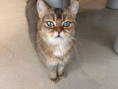 -藏猫猫咖啡主题馆(中央大道店)