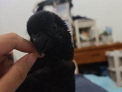 -雨林宠物医院 非犬猫异宠专科