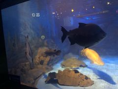 -烟台海昌鲸鲨海洋公园