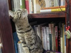 -纳吉亚猫专科动物医院博雅分院