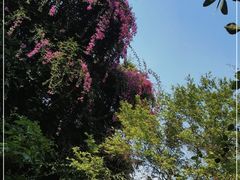 -深圳国际园林花卉博览园