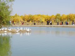 -金塔沙漠胡杨林景区