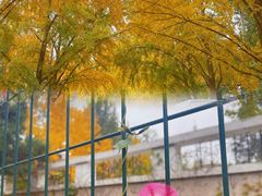 -三里屯东五街银杏大道