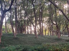 -新洲生态园