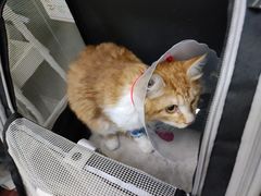 -宠物星动物医院·眼科·异宠·猫科(江南大道总院)