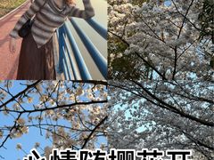 -高东镇樱花园