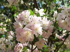 -海棠花溪(元大都城垣遗址公园)