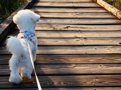 -翊宠yipet猫狗购宠庄园犬舍•猫舍