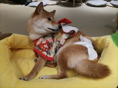 -逗柴咖啡屋·狗咖猫咖宠物桌游