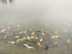 -武清南湖绿博园