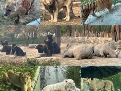 -北京野生动物园