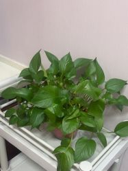 -南京医科大学友谊整形外科医院