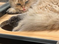 -袖虎·猫馆(体育西路店)