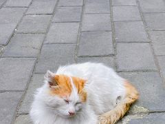 -西安大兴善寺