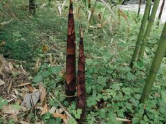 -都江堰中华大熊猫苑