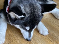 -Husky Go! 哈士奇体验馆·宠物咖啡厅狗咖