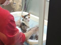 -PETKIT小佩宠物·低压洗护(国顺东路店)