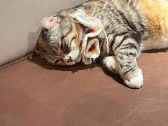 -MOCHA明星猫咖(田子坊店)